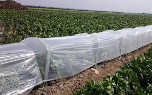 قیمت خرید نایلون بزرگ کشاورزی + عکس