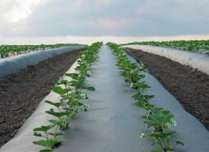 خرید جدیدترین انواع نایلون کشاورزی مالچ