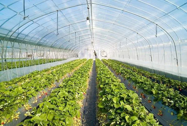 بهترین نایلون گلخانه ای ضخیم + قیمت خرید عالی